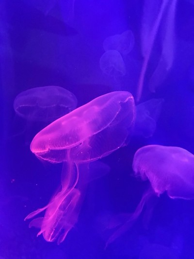 粉红色的水母