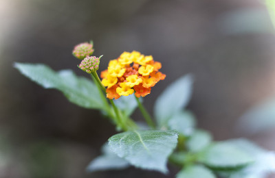 仅花