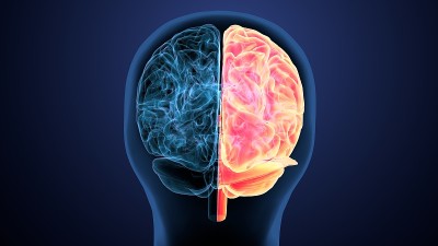 人脑交叉解剖学的三维渲染