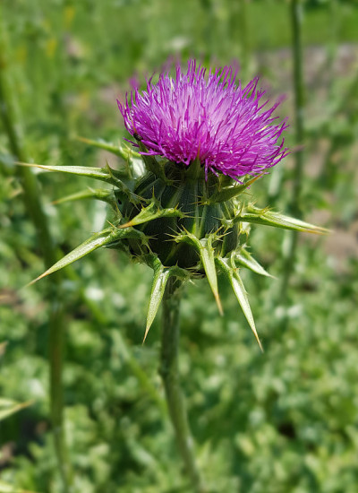 蓟、Silybum marianum