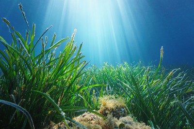 阳光下的地中海海草