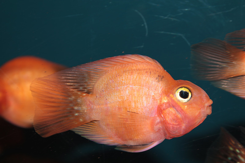 血鹦鹉慈鲷水族鱼