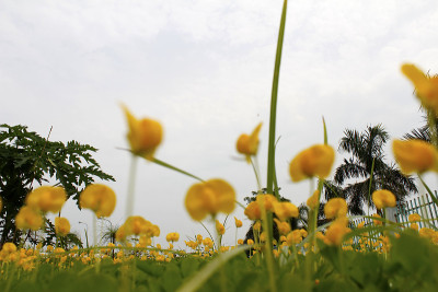黄色的花