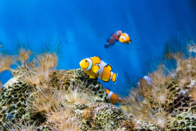 咸水水族馆里的鱼