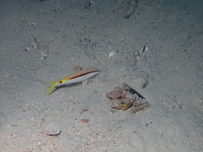 小山羊鱼