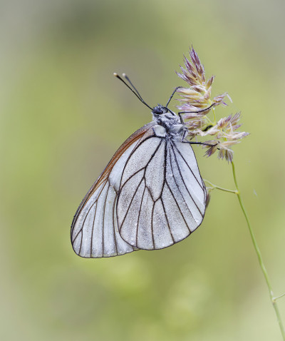 Aporia crataegi，黑脉白色。