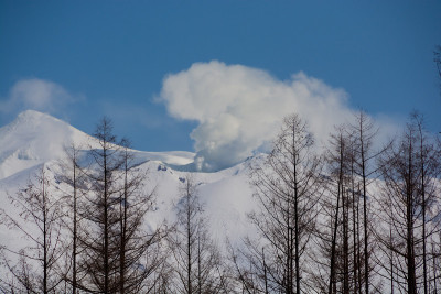 雪山和落叶松森林在一个阳光明媚的冬日