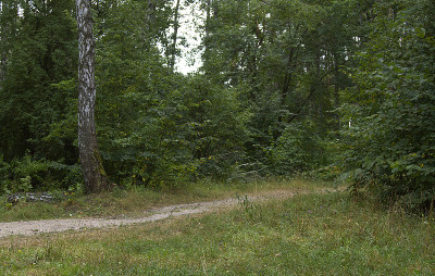 birchwood