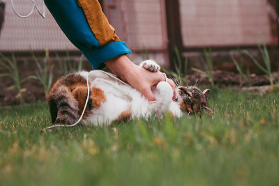 女主人和宠物之间不可调和的争斗。家猫咬主人的手。与一只顽皮的猫进行户外游戏