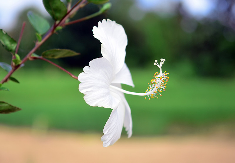 白芙蓉花