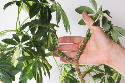 Woman hand holding stem of Schefflera arboricola o
