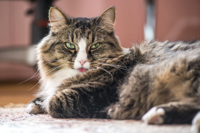 猫露出舌头