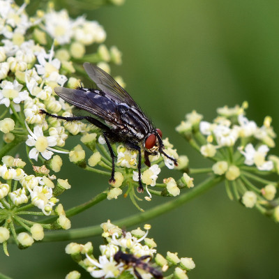 飞camaria sarcophaga