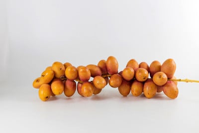 枣椰树