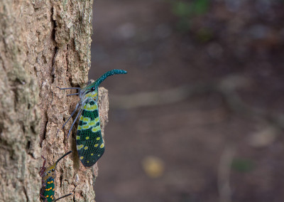 Fulgorid bug,灰飞虱