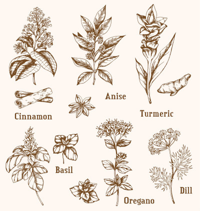 手绘香料和药草。