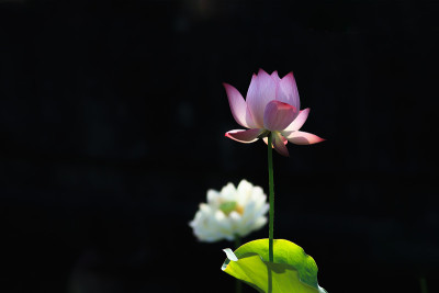 莲花