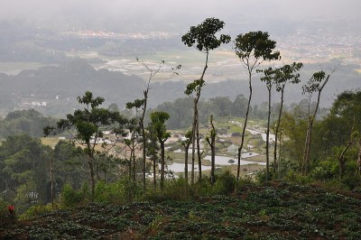 苏拉威西岛的稻田景观