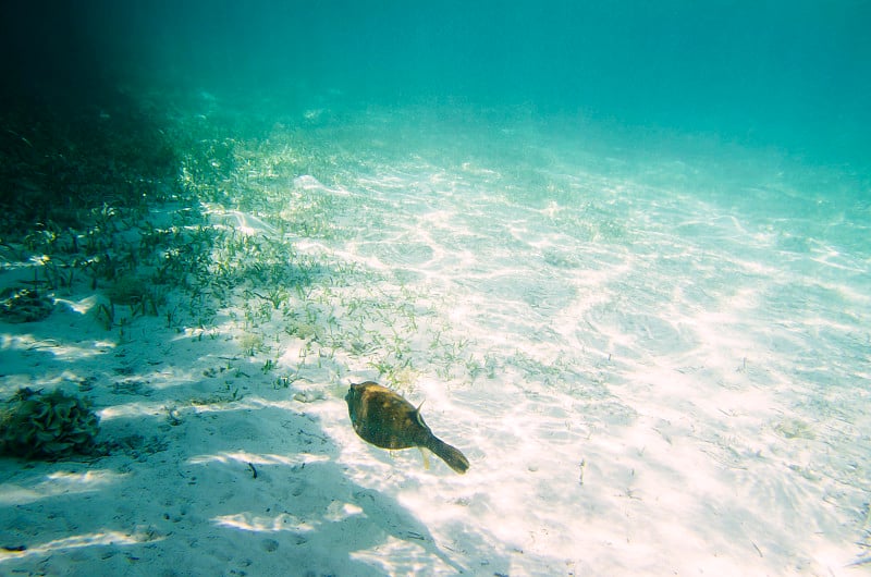 Fish hover over the sandy bottom. Ostracion cubicu