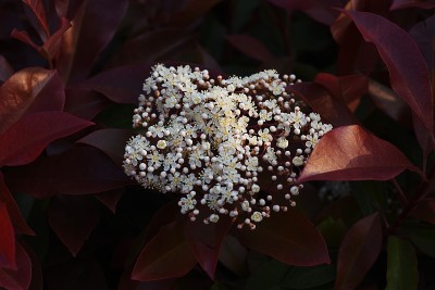 红知更鸟(日本石楠)花