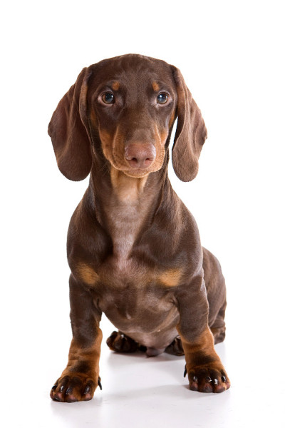 小腊肠犬(白色孤立)