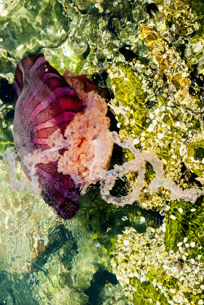 深蓝色海洋中的水母