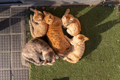 猫的集会