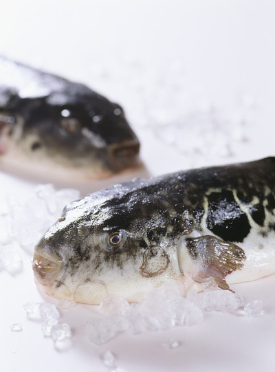 Fugu (Blowfish)
