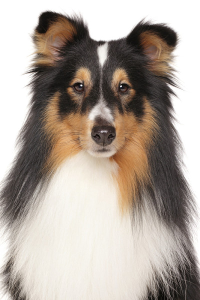 设得兰牧羊犬的肖像