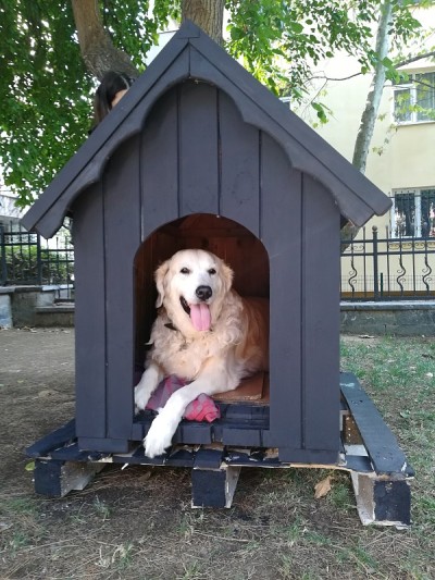犬舍里的金毛寻回犬
