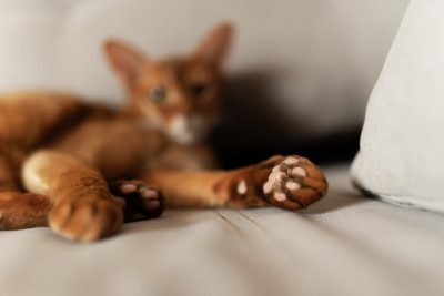 猫咪爪子的特写躺在沙发上，背景模糊。