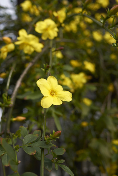 Jasminum mesnyi