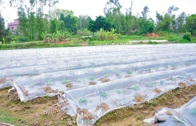 农用聚乙烯塑料在温室中新种植的苦瓜。