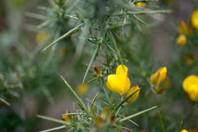 金雀花