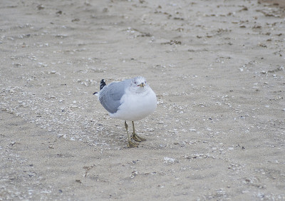 Chincoteague