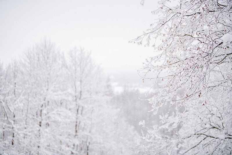 北部公园雾蒙蒙的雪景。