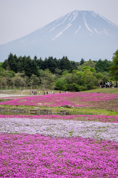 日本富士芝樱节的粉色苔藓田。