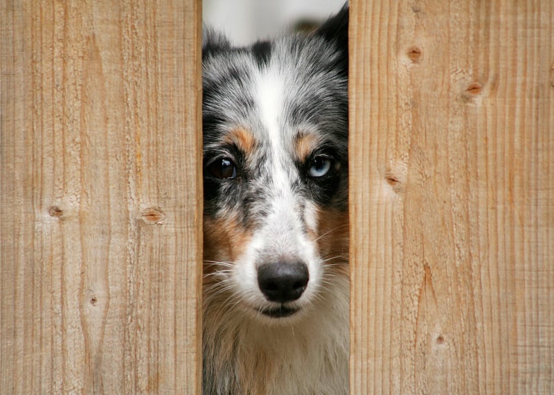 蓝色山鸟sheltie