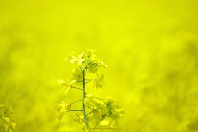 満開の菜の花