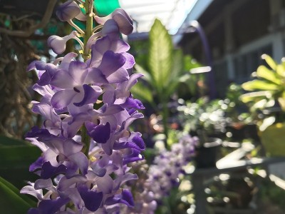 紫色的花朵在美丽的自然花园里。