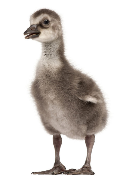 夏威夷鹅还是N?? N???, Branta sandvicensis