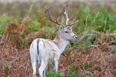 鹿Fallow dama