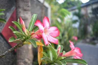 路边那朵粉红色的花