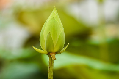 清晨的白莲，阳光明媚，风平浪静。