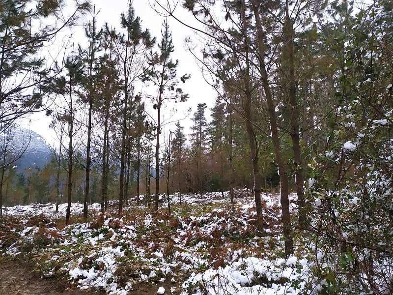 西班牙巴斯克地区乌尔基奥拉山上的雪