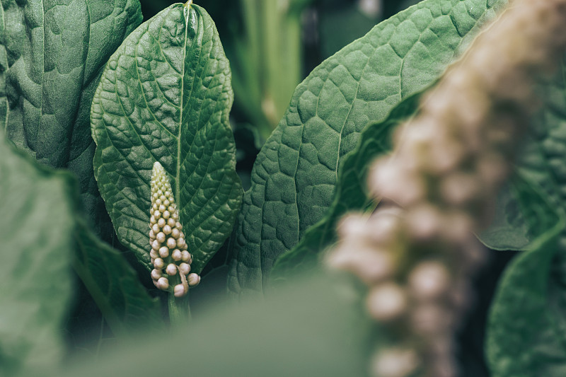 美洲商陆(Phytolacca americana)在萌芽期