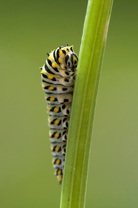 卡特彼勒凤蝶Machaon