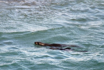 海狗角