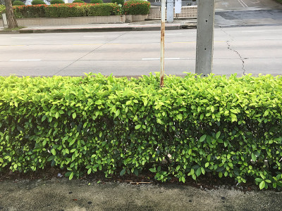 树篱笆旁的路。