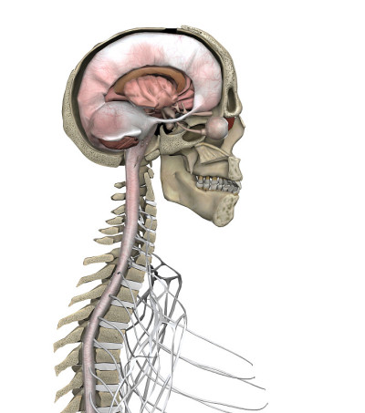人脑和脊髓解剖横切面3d渲染